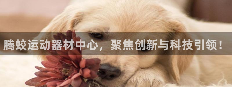 意昂体育4是干嘛的公司